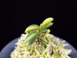 취월호 翠月湖 Chwiwolho(Seedling)