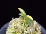 취월호 翠月湖 Chwiwolho(Seedling)