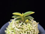 취월호 翠月湖 Chwiwolho(Seedling)