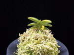 취월호 翠月湖 Chwiwolho(Seedling)