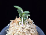 풍천 豊天 Pungcheon (Homeiden+Tengyokuho)