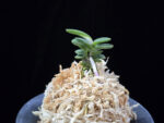 풍천 豊天 Pungcheon (Homeiden+Tengyokuho)