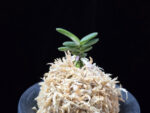 풍천 豊天 Pungcheon (Homeiden+Tengyokuho)