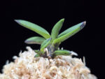 옥금강묵 玉金剛墨 Tamakongo Sumi