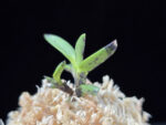 옥금강묵 玉金剛墨 Tamakongo Sumi