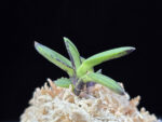 옥금강묵 玉金剛墨 Tamakongo Sumi