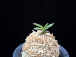 옥금강묵 玉金剛墨 Tamakongo Sumi