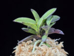 옥금강묵 玉金剛墨 Tamakongo Sumi