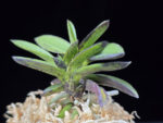 옥금강묵 玉金剛墨 Tamakongo Sumi