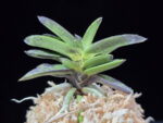 옥금강묵 玉金剛墨 Tamakongo Sumi