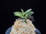 옥금강묵 玉金剛墨 Tamakongo Sumi