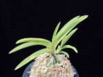 옹 翁 Okina (Ruby root)