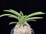 옹 翁 Okina (Ruby root)