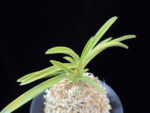 옹 翁 Okina (Ruby root)