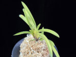 옹 翁 Okina (Ruby root)