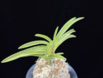 옹 翁 Okina (Ruby root)
