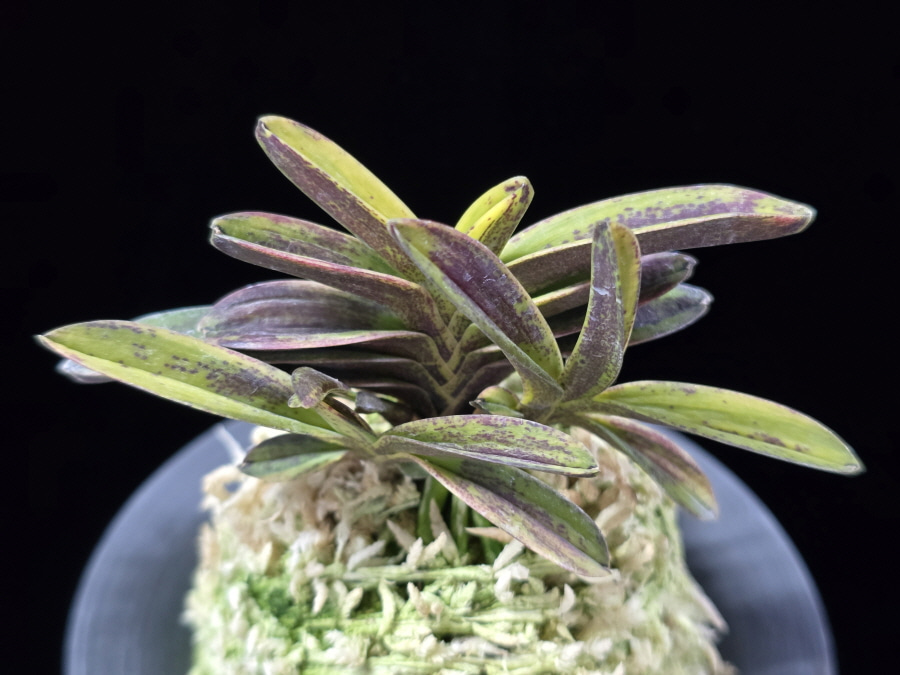 대장금 大壯錦 Daejanggeum(Daiso Nishiki) 대장금 大壯錦 Daejanggeum(Daiso Nishiki)