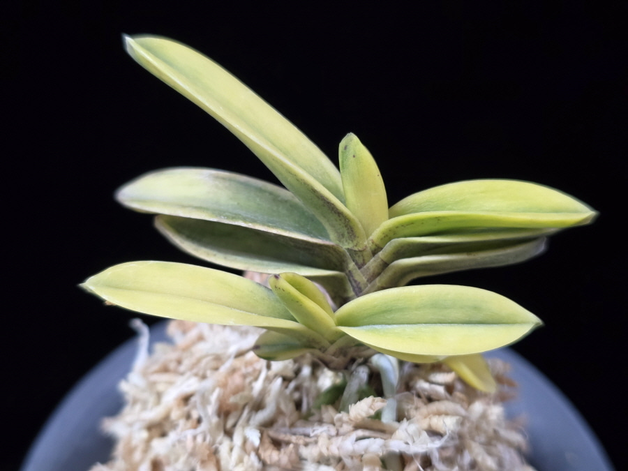 대장금 大壯錦 Daejanggeum(Daiso Nishiki) 대장금 大壯錦 Daejanggeum(Daiso Nishiki)