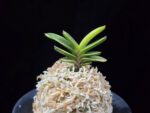 대장금 大壯錦 Daejanggeum(Daiso Nishiki)