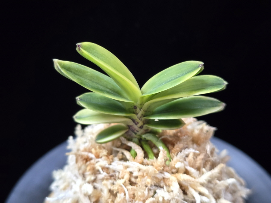대장금 大壯錦 Daejanggeum(Daiso Nishiki) 대장금 大壯錦 Daejanggeum(Daiso Nishiki)