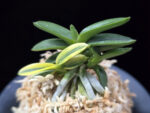 취월호 翠月湖 Chwiwolho(Seedling)