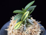 취월호 翠月湖 Chwiwolho(Seedling)