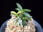 취월호 翠月湖 Chwiwolho(Seedling)