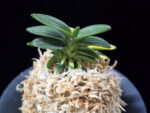 취월호 翠月湖 Chwiwolho(Seedling)