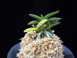 취월호 翠月湖 Chwiwolho(Seedling)