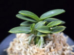 취월호 翠月湖 Chwiwolho(Seedling)