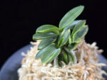 취월호 翠月湖 Chwiwolho(Seedling)