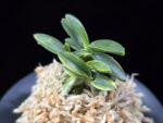 취월호 翠月湖 Chwiwolho(Seedling)
