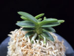 취월호 翠月湖 Chwiwolho(Seedling)