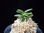 취월호 翠月湖 Chwiwolho(Seedling)