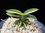 취월호 翠月湖 Chwiwolho(Seedling)