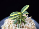취월호 翠月湖 Chwiwolho(Seedling)