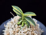 취월호 翠月湖 Chwiwolho(Seedling)