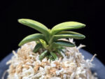 취월호 翠月湖 Chwiwolho(Seedling)