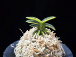 취월호 翠月湖 Chwiwolho(Seedling)