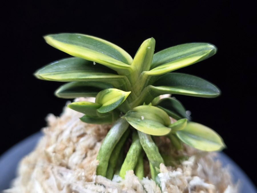 취월호 翠月湖 Chwiwolho(Seedling) 취월호 翠月湖 Chwiwolho(Seedling)