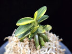 취월호 翠月湖 Chwiwolho(Seedling)