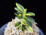 취월호 翠月湖 Chwiwolho(Seedling)