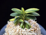 취월호 翠月湖 Chwiwolho(Seedling)