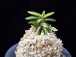 취월호 翠月湖 Chwiwolho(Seedling)