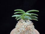 녹화성 綠花星 Rokhwaseong