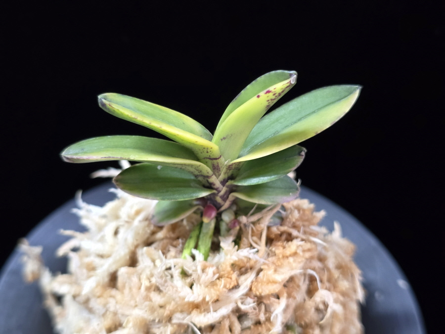 대장금 大壯錦 Daejanggeum(Daiso Nishiki) 대장금 大壯錦 Daejanggeum(Daiso Nishiki)