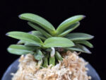뇌산단엽 雷山短葉 Raizan(short leaves)