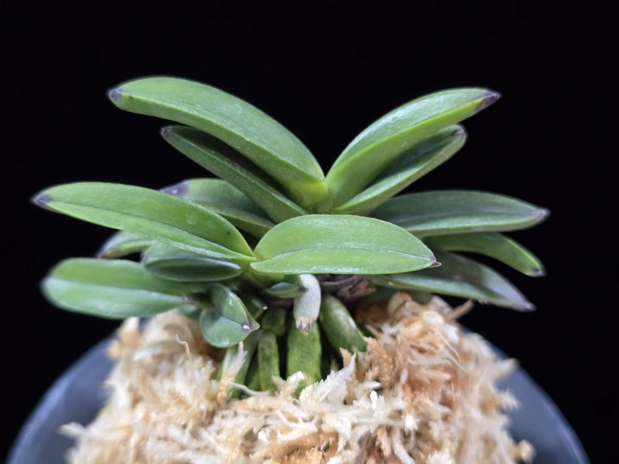 뇌산단엽 雷山短葉 Raizan(short leaves) 뇌산단엽 雷山短葉 Raizan(short leaves)