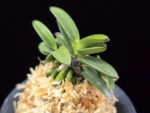 뇌산단엽 雷山短葉 Raizan(short leaves)