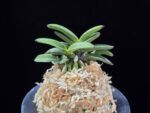 뇌산단엽 雷山短葉 Raizan(short leaves)